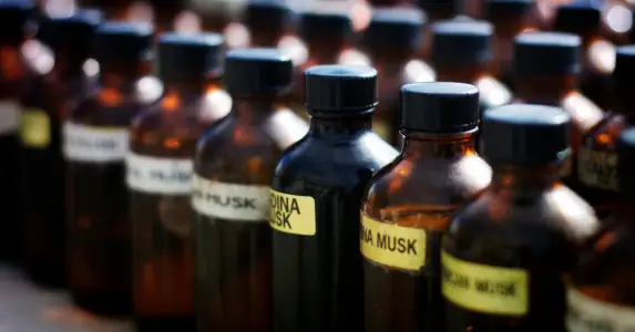 What does musk smell like and where is it produced? Find out with Candle World
